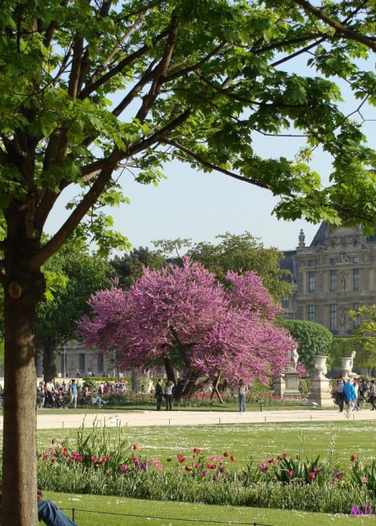 Arbre de Judée (MJL)