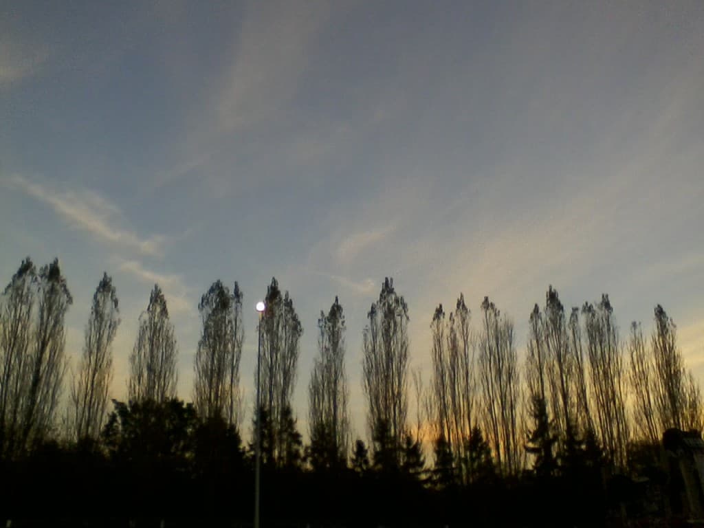 Arbres