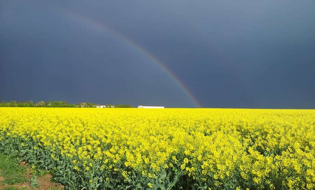 Arc-en-ciel et champ de colza