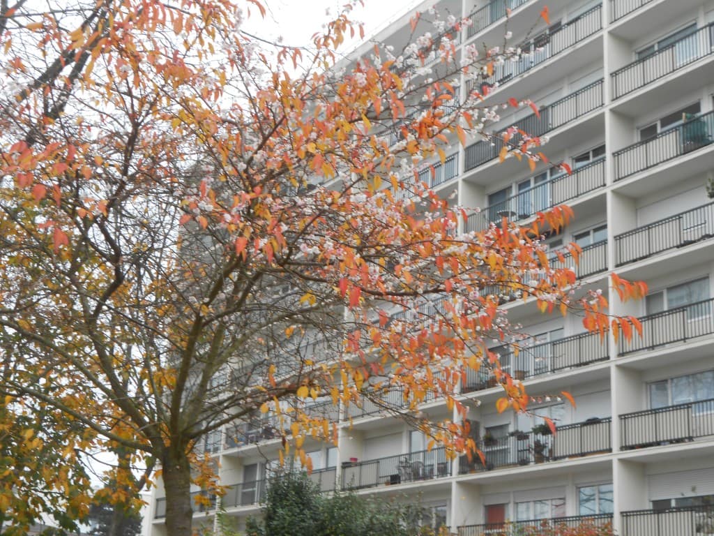 Automne ou Hiver ?