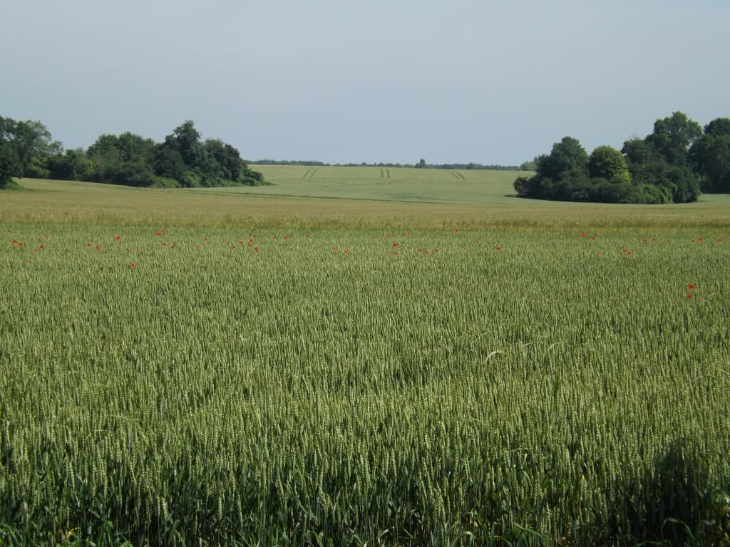 Bientôt la moisson