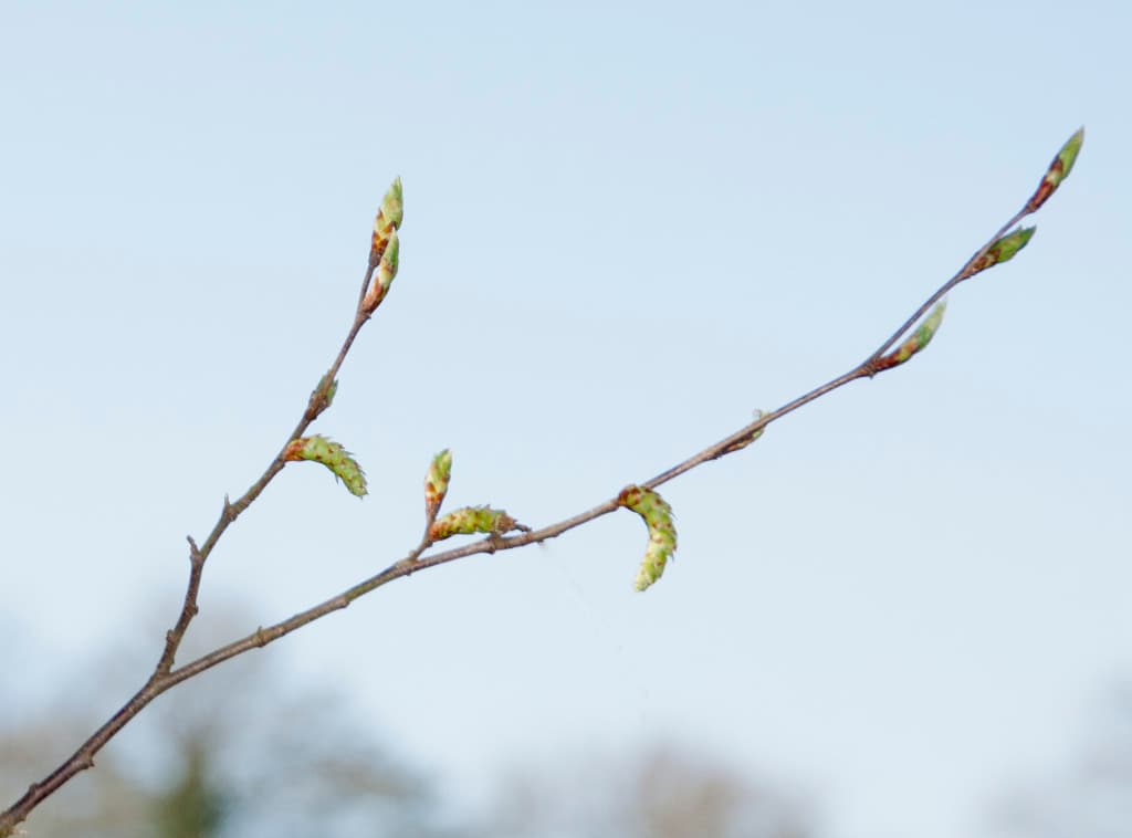 bourgeons
