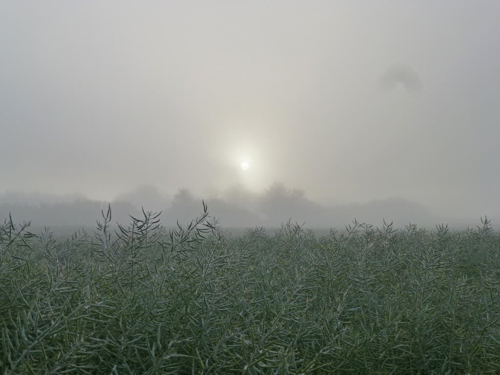 Brume du matin...