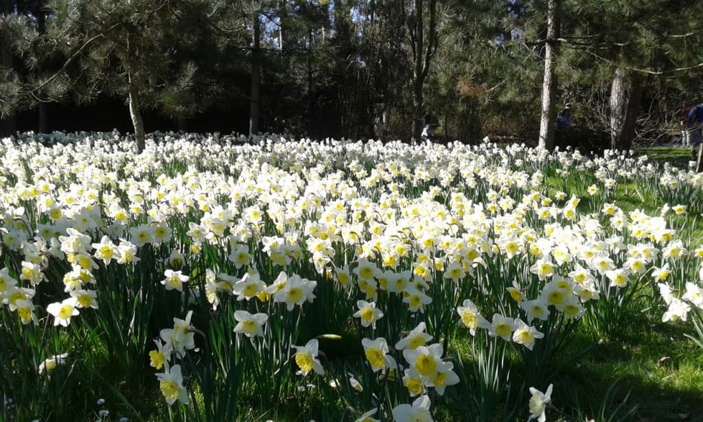 C'est le printemps au parc floral !