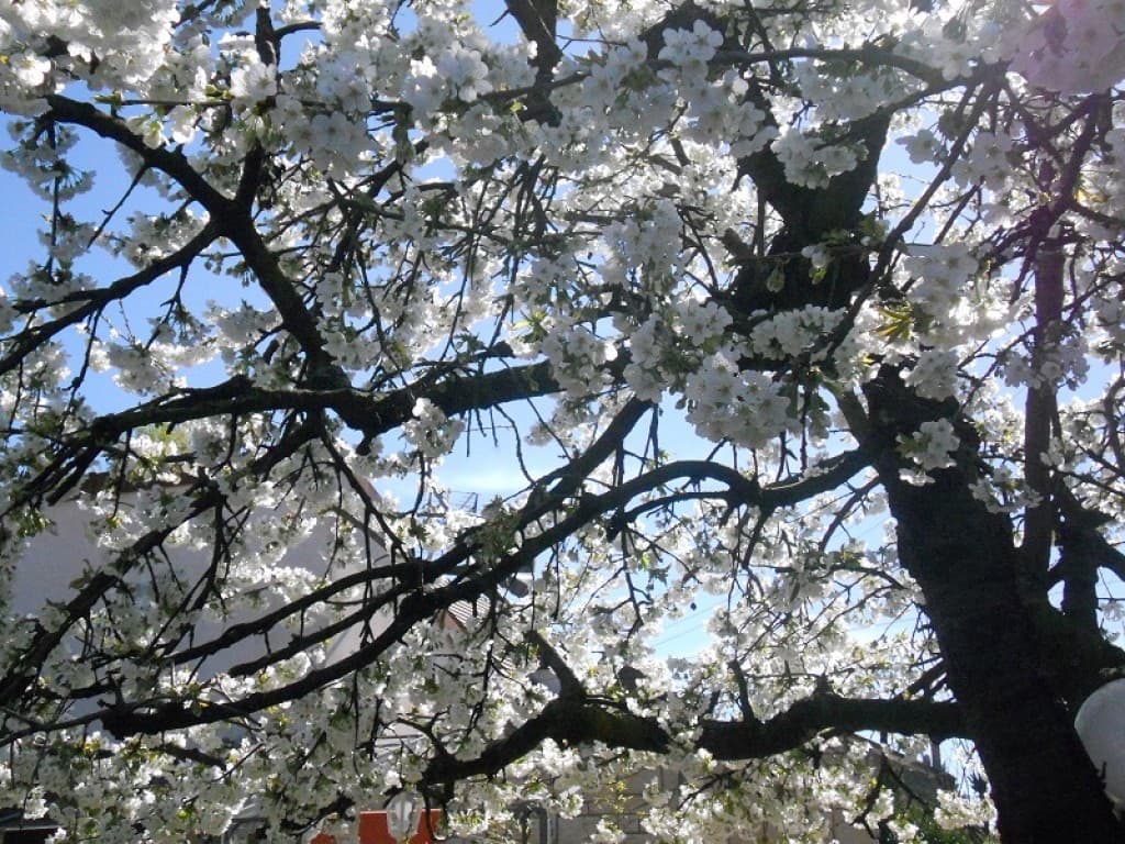 Cerisier en fleur ( dans mon jardin )