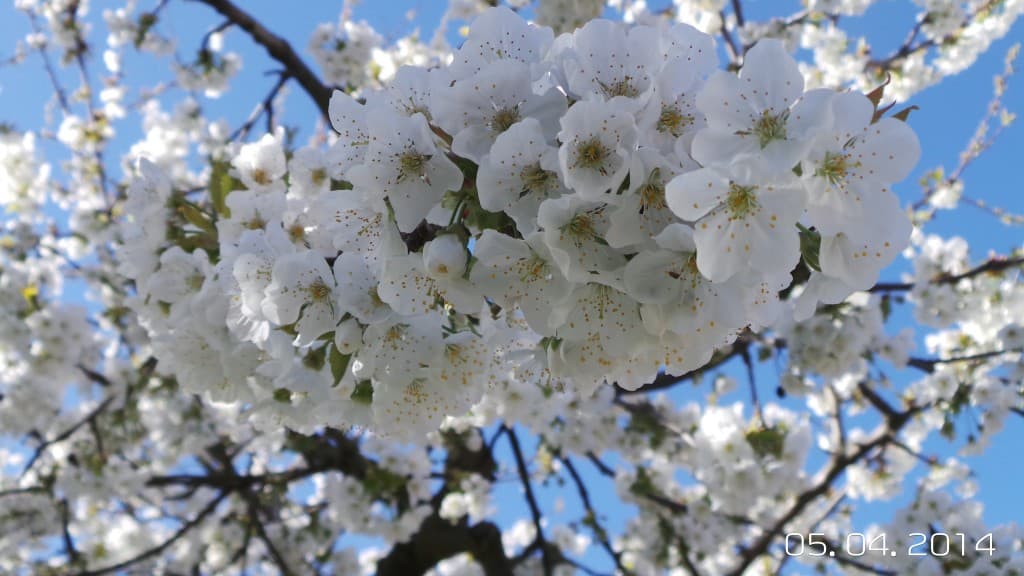 Cerisier en fleurs