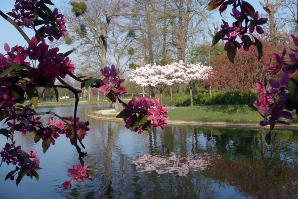 Cerisier en fleurs