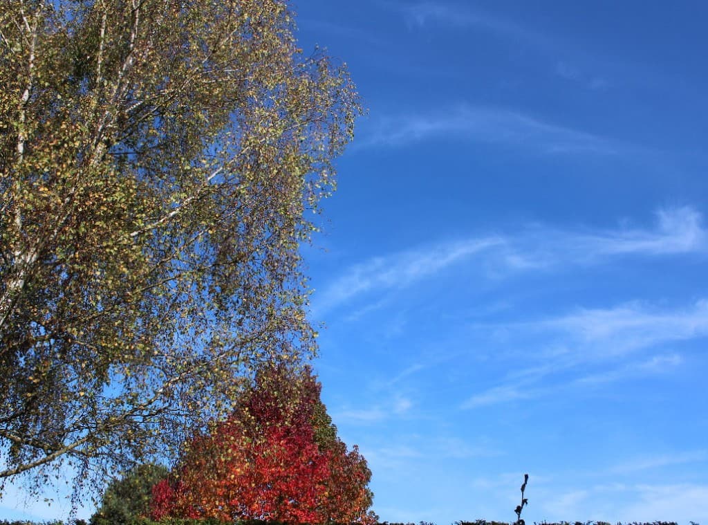 Couleurs d'un bel automne - Alain Figer