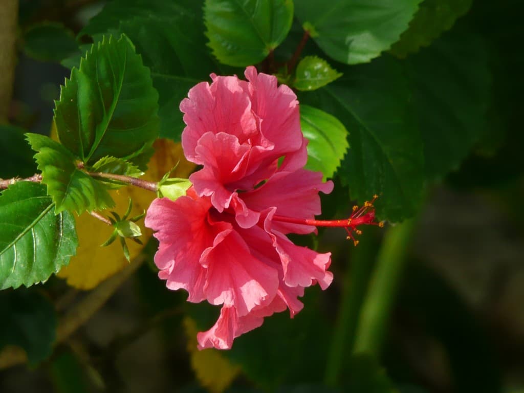 dernier hibiscus double