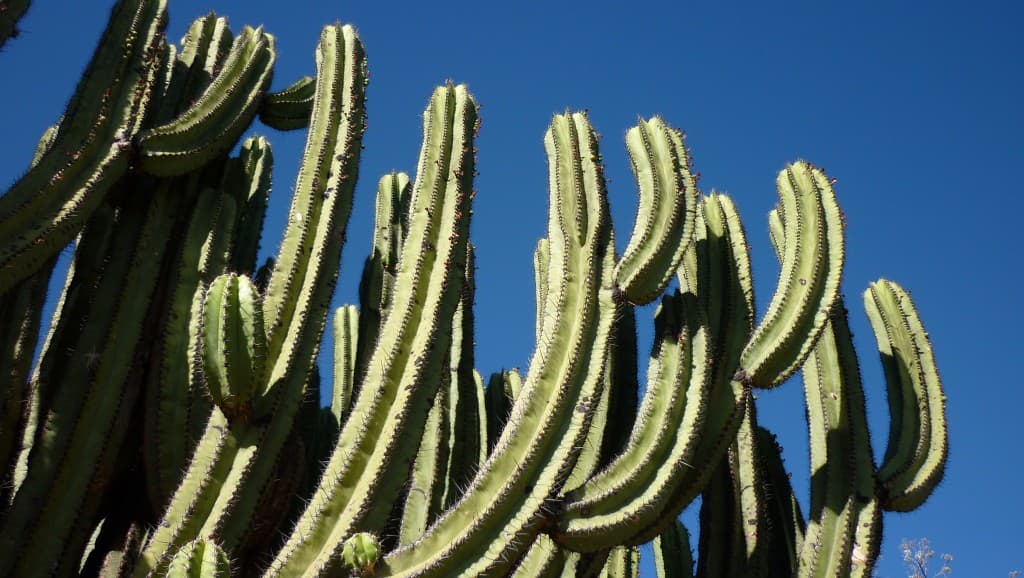 ENCORE UN PEU D ETE POUR LES CACTUS.... 