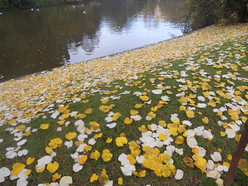feuilles mortes m.l.