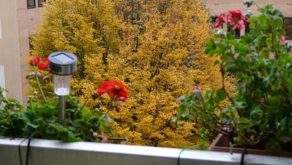 Fin d'automne