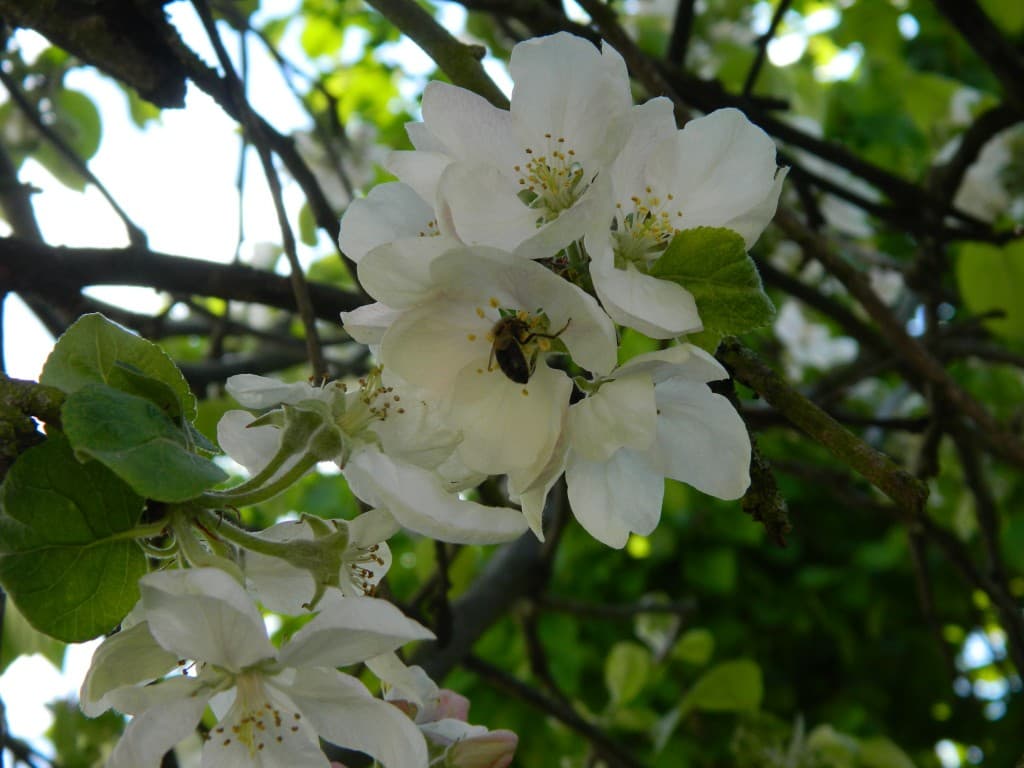 Fleur de pommier 