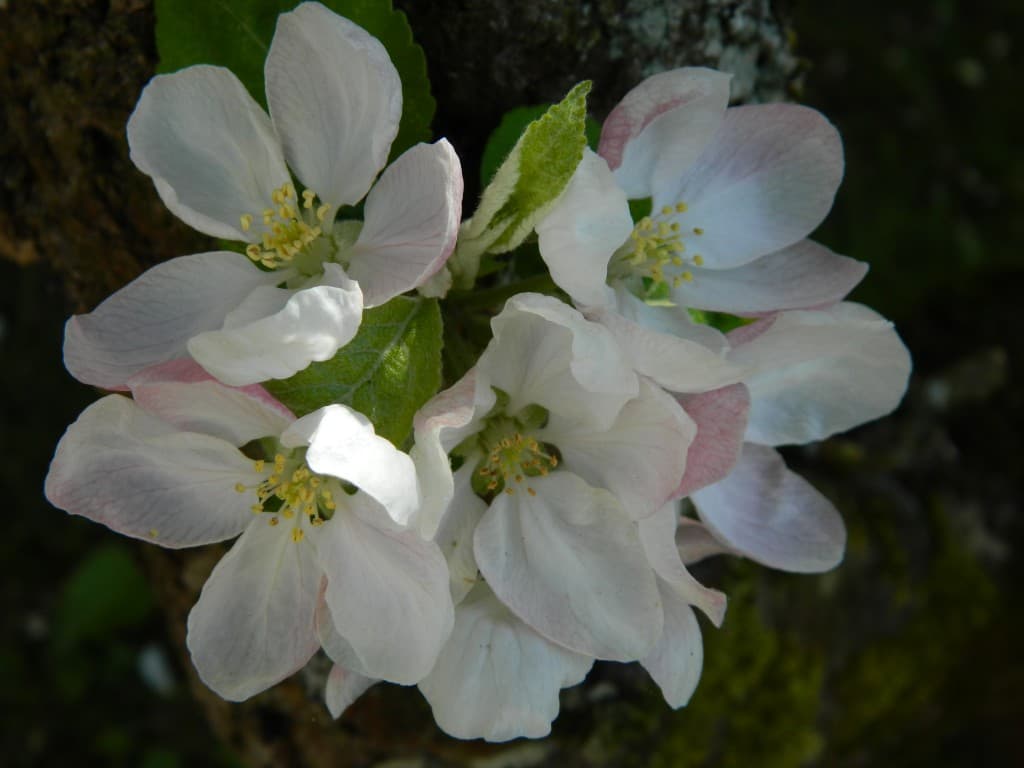 Fleur de pommier 