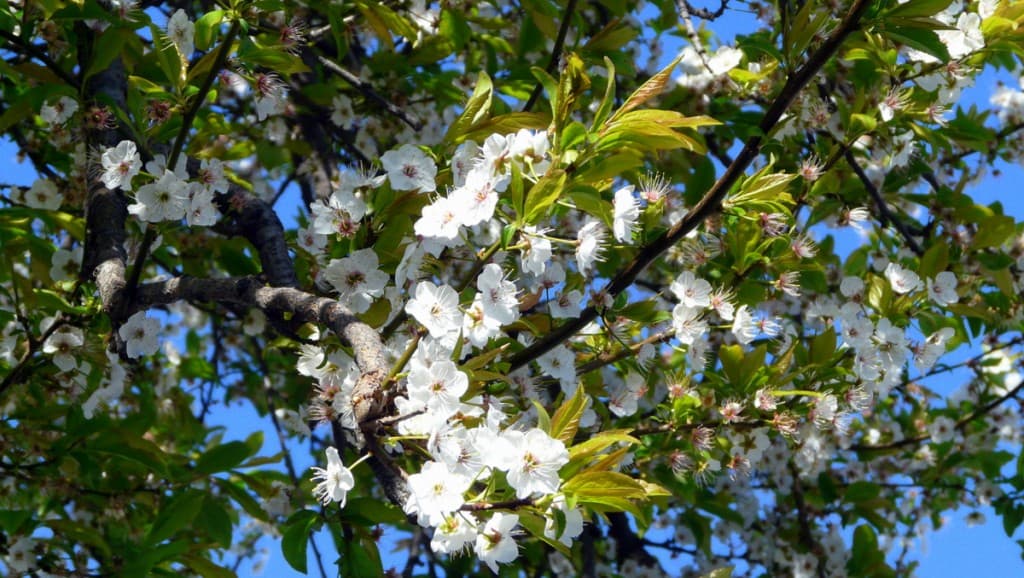 Fleurs de printemps