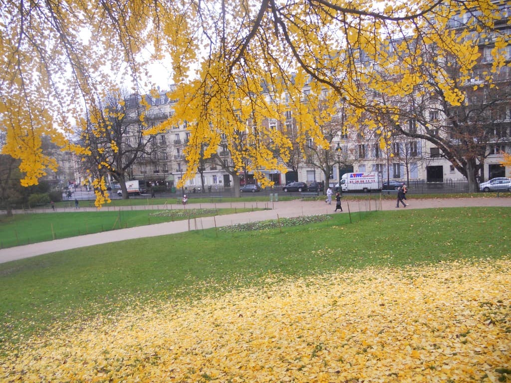 ginko biloba sème de l'or      m.l.