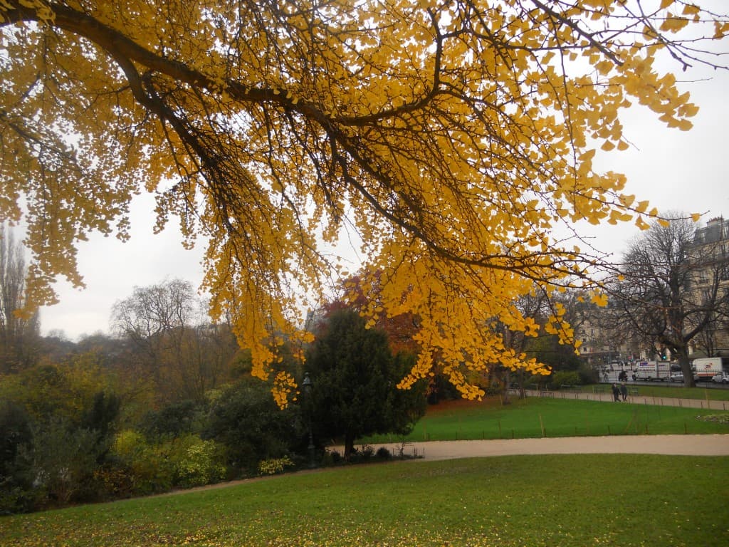 Ginko Biloba
