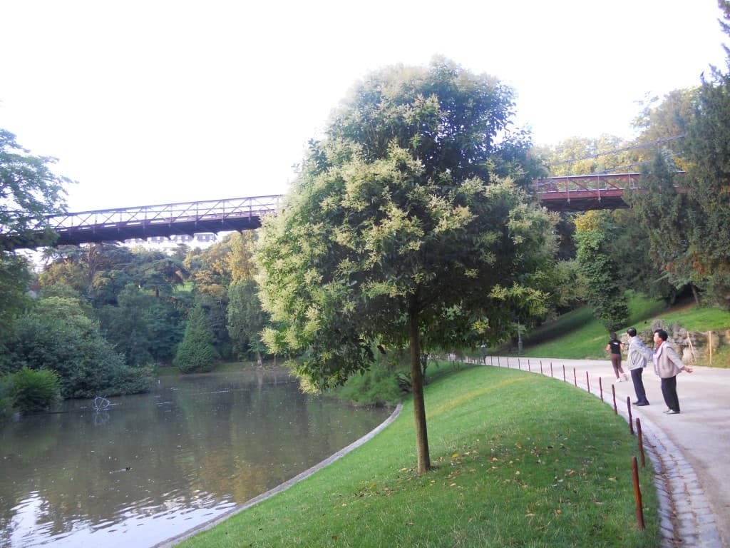 joli arbre