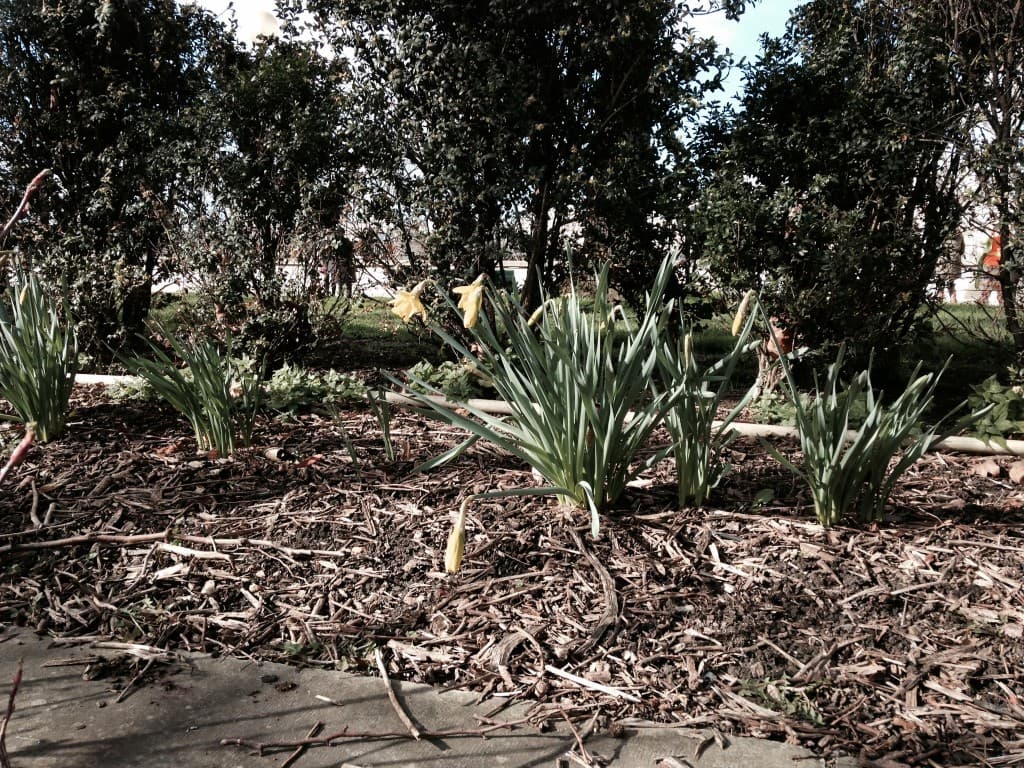 Jonquilles déjà en fleurs 