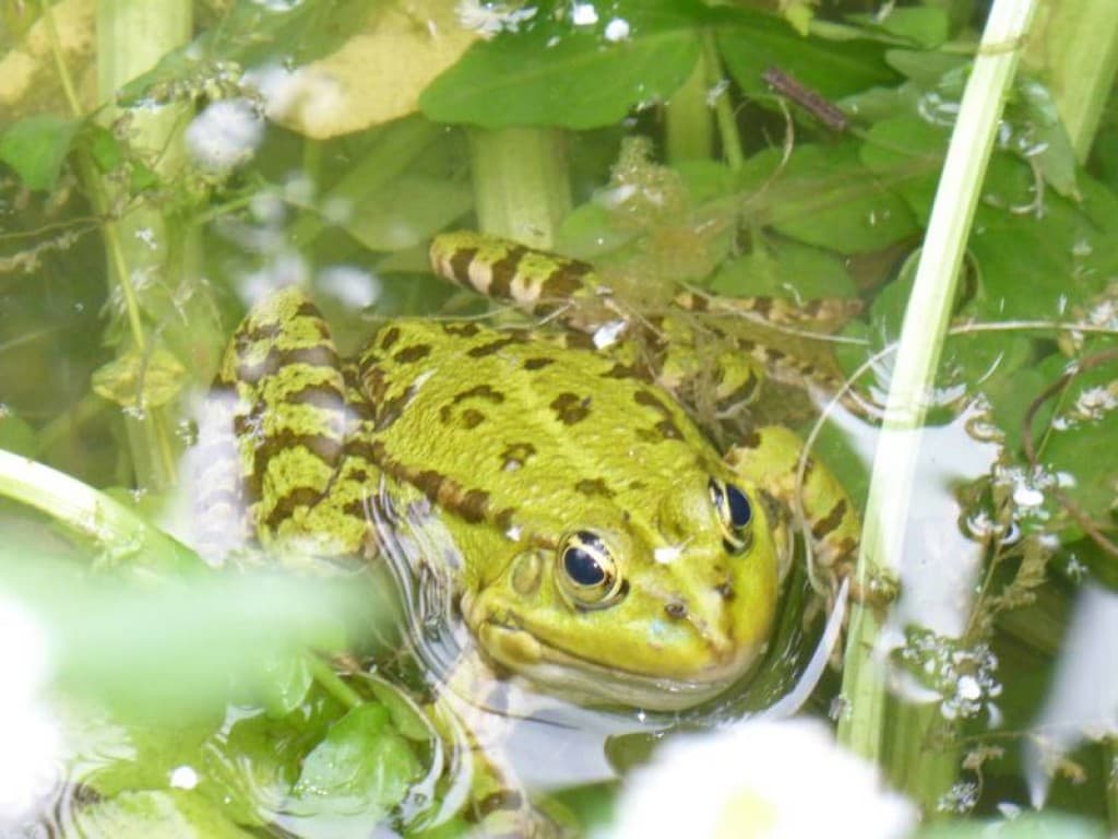 la grenouille d'Hermonvilliers