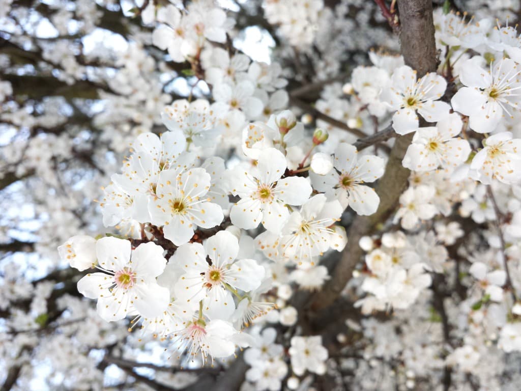 Le printemps est de retour ...