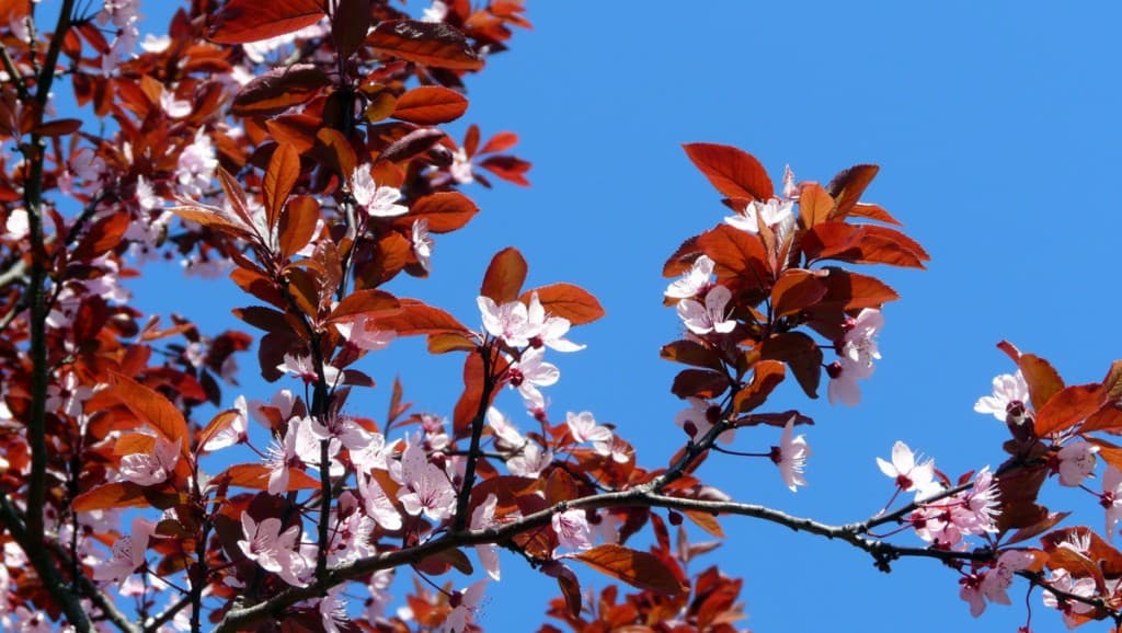 Le printemps est là !