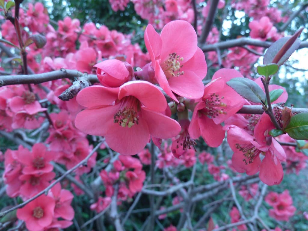Le printemps est là