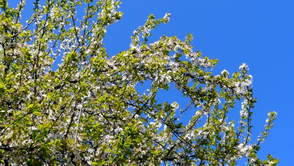 Le printemps est là !