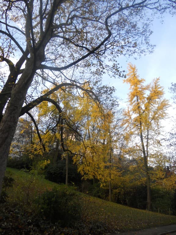 les dernières feuilles  m.l.