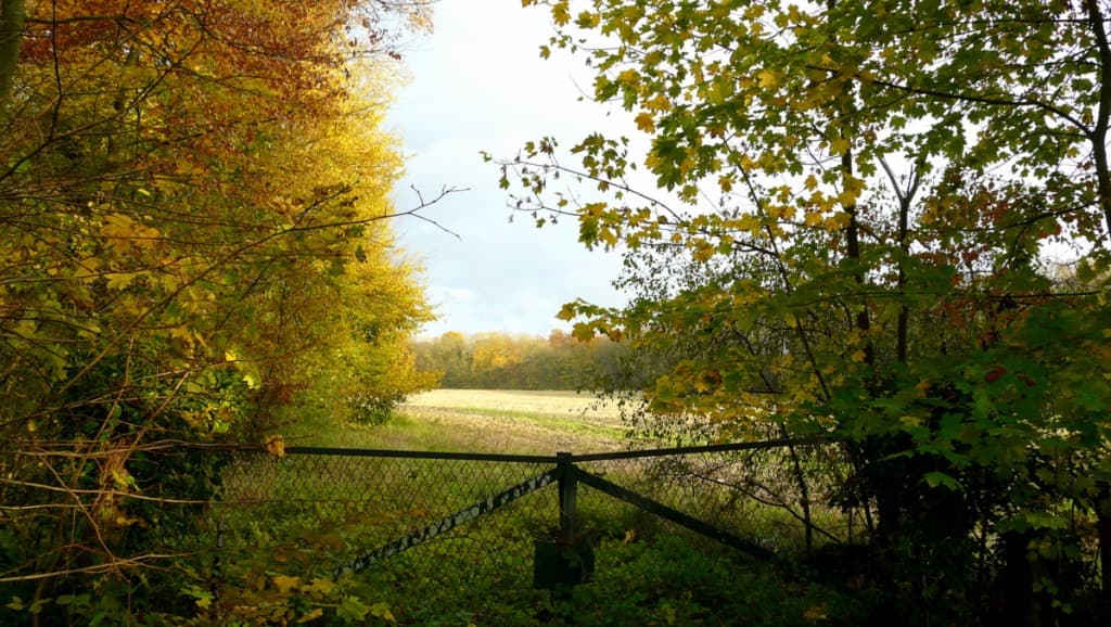 Magique automne