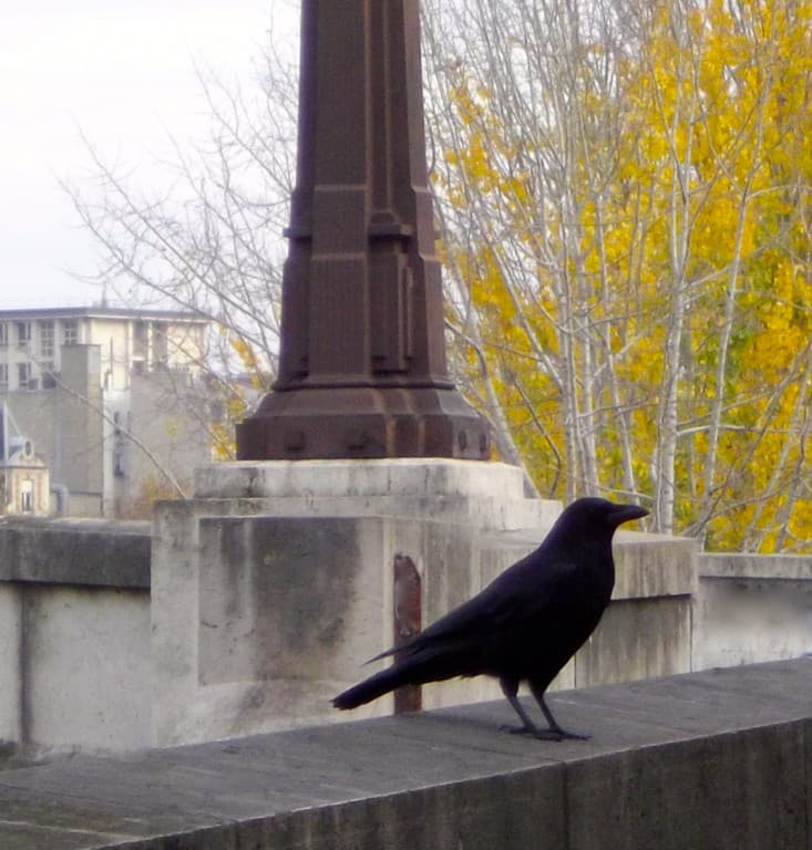 maitre corbeauu