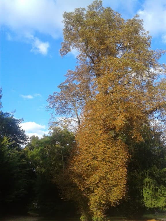  marronnier aux couleurs de l'automne