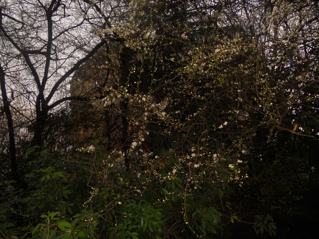 matin aux buttes chaumont
