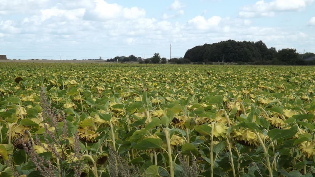 Mi-Août, les tournesols courbent la tête