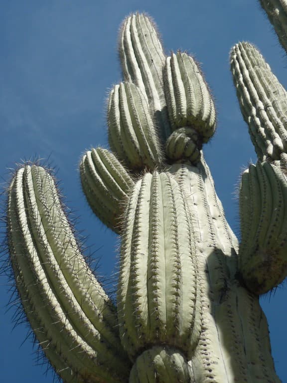 MONSIEUR CACTUS 