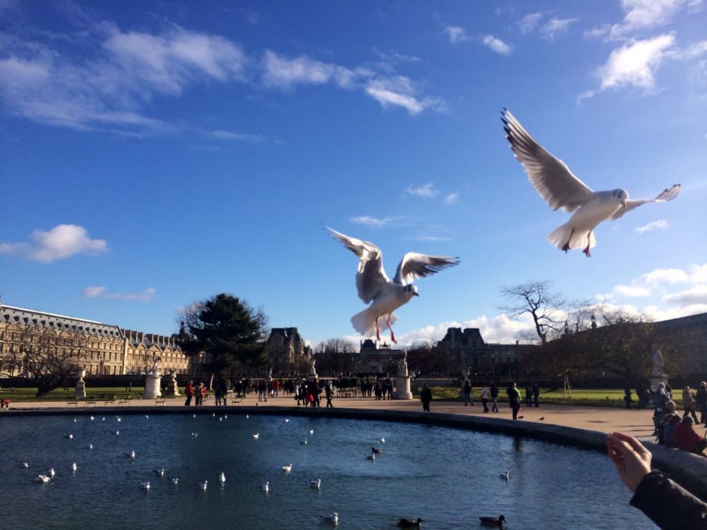 Mouettes aux Tuileries
