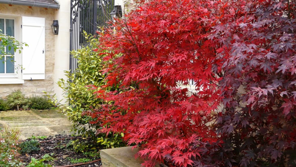 Novembre flamboyant...