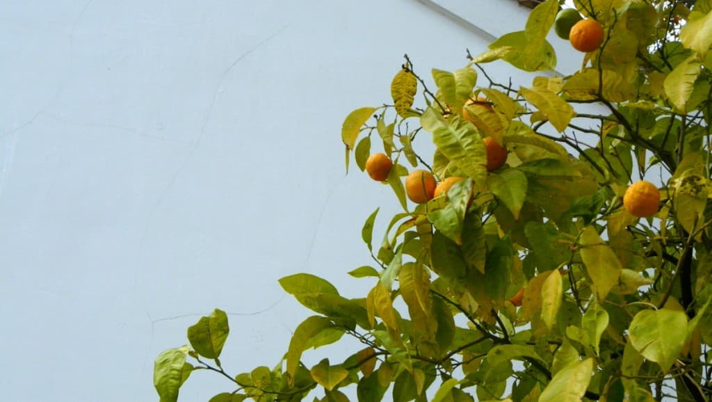Oranges d'automne