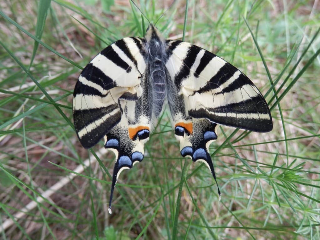 Papillon Drôme 