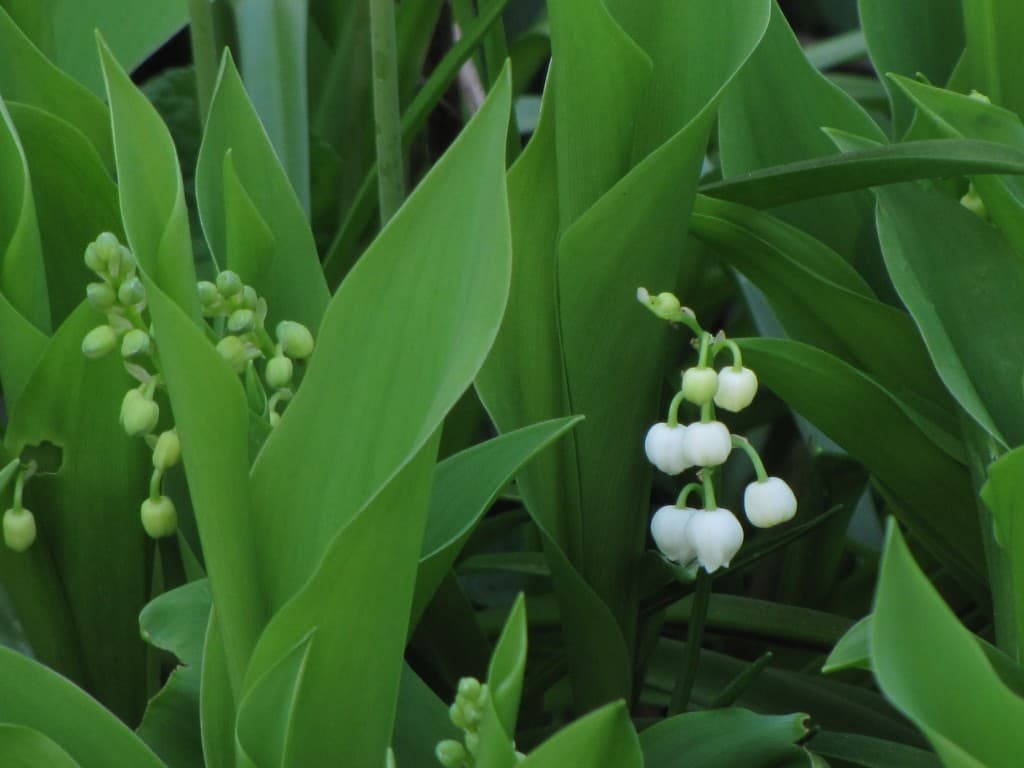 Premier Muguet à Antony (92)