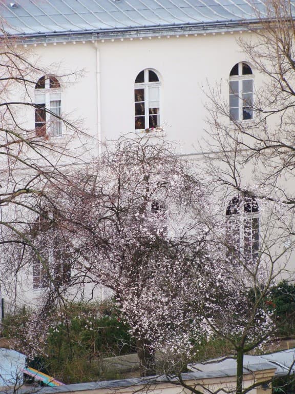 Prunus en floraison précoce (MJL)