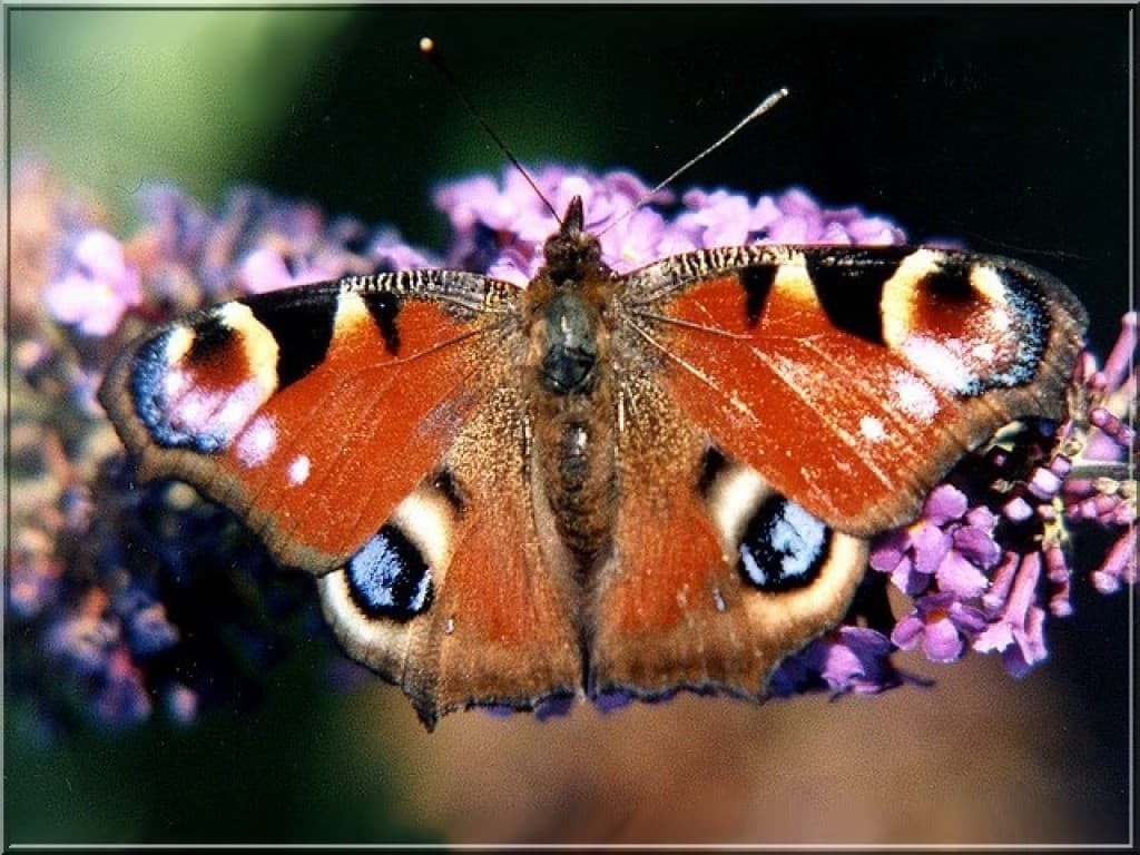 RARE PAPILLON SEINE ET MARNAIS