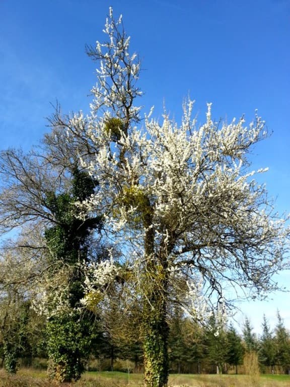 Résultat d'un hiver doux