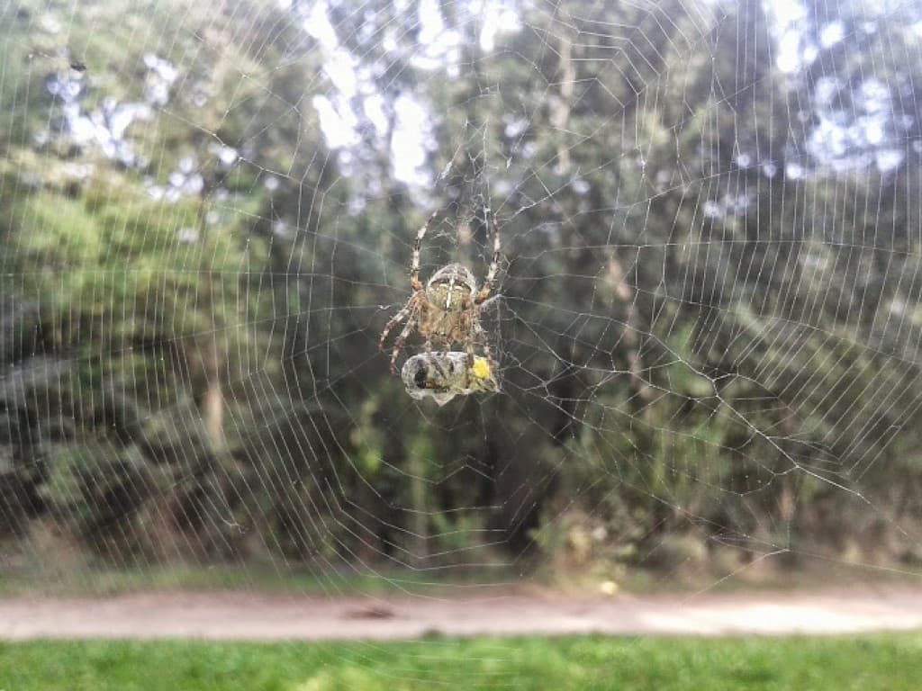 une araignée et sa proie