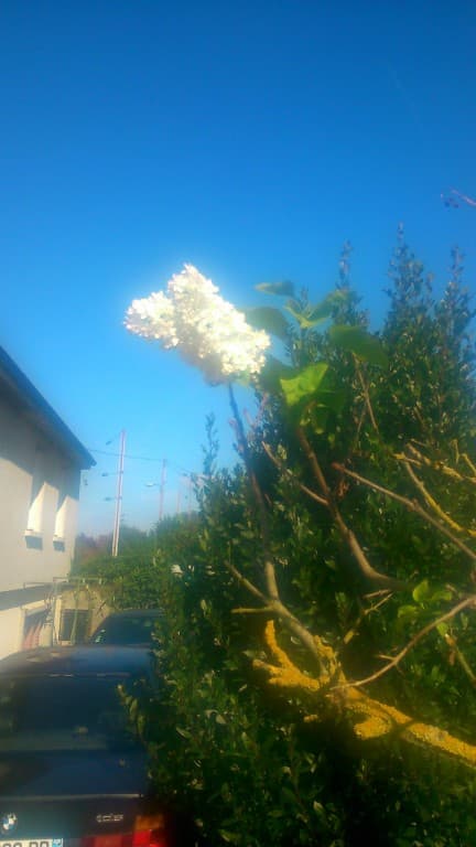 vous ne revez pas c'est bien du lilas !!!