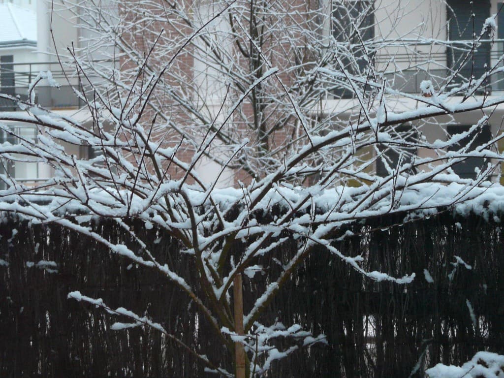 1eres neiges