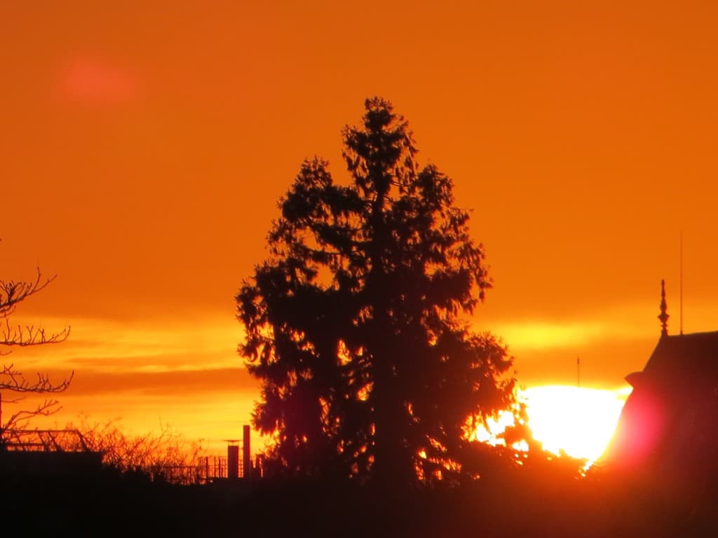 arbre dans la soirée