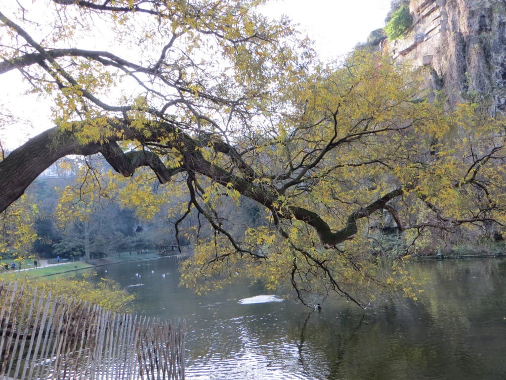 arbre près du lac des buttes chaumont