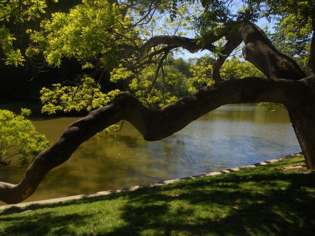 arbre tordu près du lac