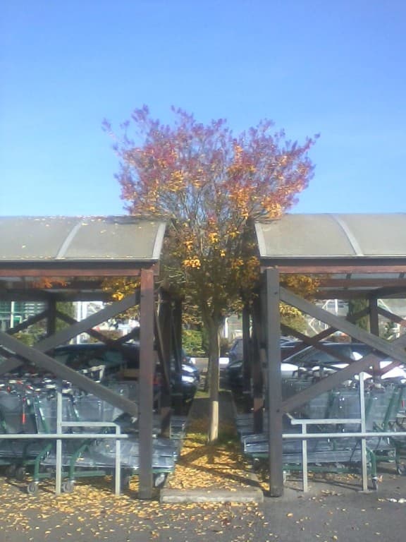 Arbre